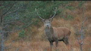 Luontoretkellä: Kauriinvasa