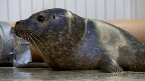 Elämäni eläimet: Eläinsairaalassa