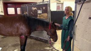 Elämäni eläimet: Eläinsairaalassa