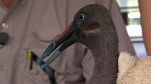 Elämäni eläimet: Eläinsairaalassa