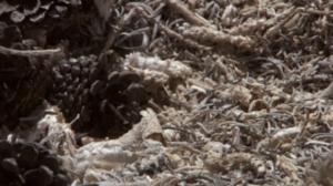 Läpileikkaus maapallosta