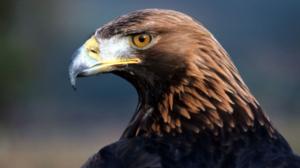 Luontoretkellä: Kotkamies ja taiteilijat