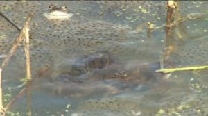 Luonto lähellä: Naarassammakot tykkäävät möreistä koiraista