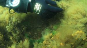 Itämeri pintaa syvemmältä