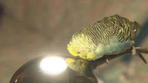 Norjaa ristiin rastiin