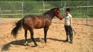 Ystäväni hevonen: Hevoskuiskaaja