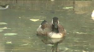 Luonto lähellä: Luonto lähellä hoitaa kanadanhanhia