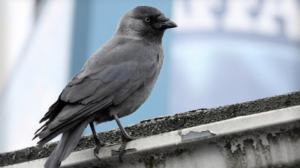 Ulos luontoon: Lintujen älykkö