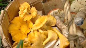 Sienikoulu: Kantarelli ja kantarellijuureskeitto