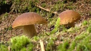 Sienikoulu: Männynherkkutatti ja tattimuikkupata