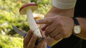 Sienikoulu: Isohapero ja haperotäytteiset kesäkurpitsakupit