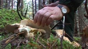 Sienikoulu: Lampaankääpä ja lampaankääpäpihvit