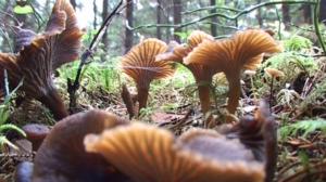 Sienikoulu: Suppilovahvero ja sienirieskaset