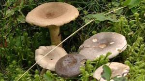 Sienikoulu: Haaparousku ja perinteinen sienisalaatti