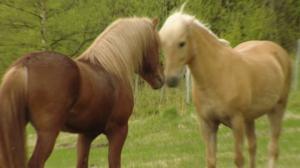 Onni on pohjanhevonen