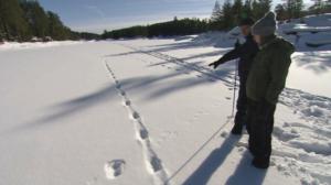 Luontoretkellä: Suden jäljillä Oslossa