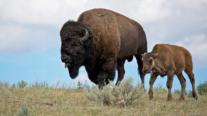 Prisma: Jääkauden jättiläiset