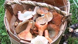 Sienikoulu: Leppärouskut ja ruisrouskupurilainen