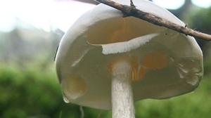 Sienikoulu: Myrkkysienet