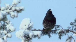 Tarinoita metsästä: Metso ja teeri