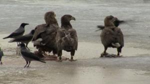 Pohjolan luonto