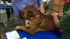 Elämäni eläimet: Eläinsairaalassa