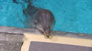 Elämäni eläimet: Eläinsairaalassa