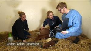 Elämäni eläimet: Eläinsairaalassa