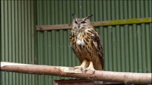 Elämäni eläimet: Eläinsairaalassa