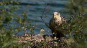 Luontoretkellä: Merikotkien uhka