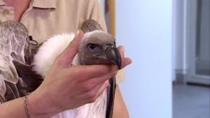 Elämäni eläimet: Eläinsairaalassa