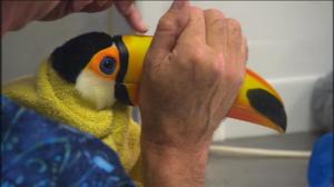 Elämäni eläimet: Eläinsairaalassa