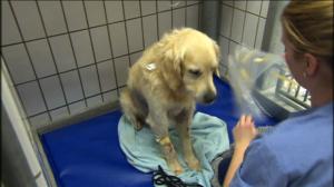 Elämäni eläimet: Eläinsairaalassa