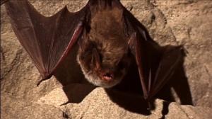 Benjam ja lepakonetsijät