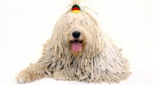 Tiededokumentti: Koirat lähikuvassa