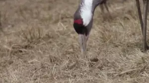 Luontoretkellä: Kurkien tanssi