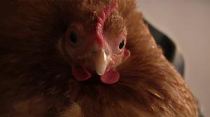 Norjaa ristiin rastiin