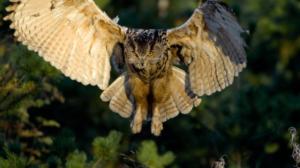 Avara luonto: Huuhkajan jäljillä