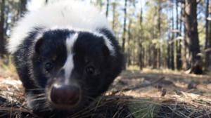 Prisma: Eläinten superaistit