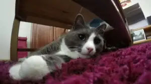 Kissat