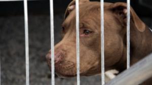 Eläimet lähellä sydäntä