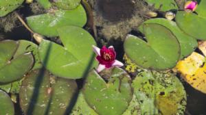 Prisma: Kukkien kehitys