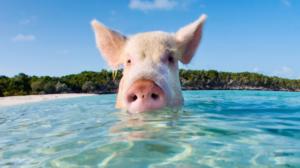 Prisma: Oudoimmat luonnonilmiöt