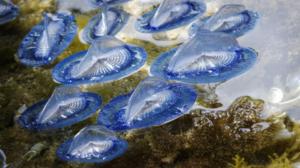 Prisma: Oudoimmat luonnonilmiöt