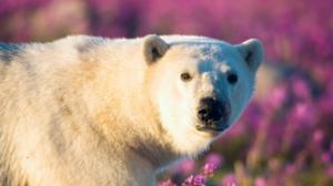 Avara luonto: Jääkarhun kesä
