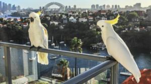 Prisma: Papukaijaplaneetta