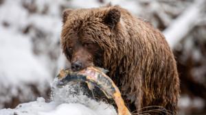 Avara luonto: Villi Kanada