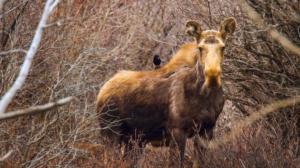 Avara luonto: Villi Kanada