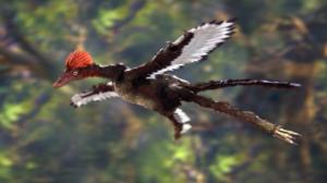 Prisma: Eläinten evoluutio