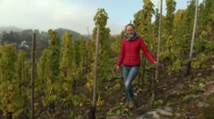 Saksaa uusin silmin: Viinirypäleet ovat kypsyneet